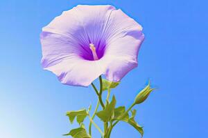 AI generated Morning Glory Flower with blue sky. AI Generated. photo