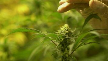 Close up of hand hygiene glove scientist hand harvesting cannabis flower in control farming for medicine lab to make medicine. video