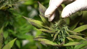 schließen oben von Hand Hygiene Handschuh Wissenschaftler Hand Ernte Cannabis Blume im Steuerung Landwirtschaft zum Medizin Labor zu machen Medizin. video