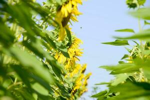 A view from below on blooming sunflowers. Sunflower field. photo