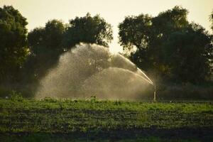 Irrigation system in field of melons. Watering the fields. Sprinkler photo