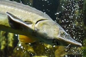 Fish sturgeon swims in the aquarium of oceanarium. Sturgeon fish photo