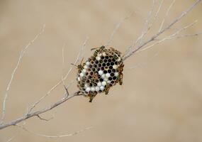 Nest of wasps polist in the grass. Small view wasp polist photo