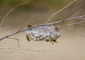 Nest of wasps polist in the grass. Small view wasp polist photo