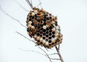 Nest of wasps polist in the grass. Small view wasp polist photo