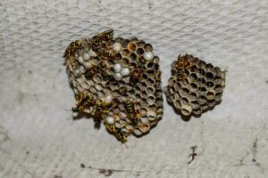 Hornet nest under the roof of the barn. Polist Wasps Nest photo