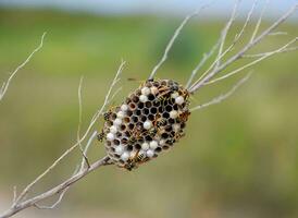 Nest of wasps polist in the grass. Small view wasp polist photo