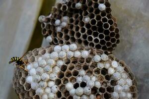 Hornet nest under the roof of the barn. Polist Wasps Nest photo