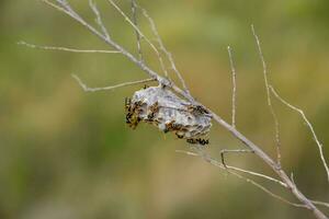 Nest of wasps polist in the grass. Small view wasp polist photo