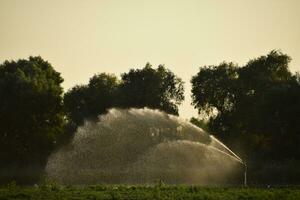 irrigación sistema en campo de melones riego el campos. aspersor foto