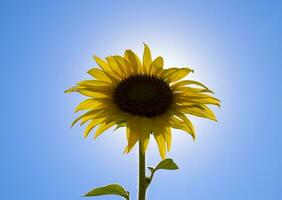 A blossoming sunflower against a blue sky and sun. photo