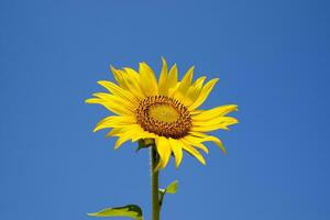 A blossoming sunflower against a blue sky and sun. photo