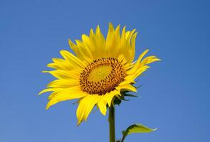 A blossoming sunflower against a blue sky and sun. photo