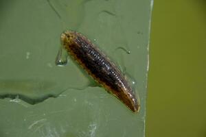 Leech on the glass. Bloodsucking animal. subclass of ringworms from the belt-type class. Hirudotherapy photo