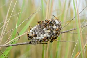 Nest of wasps polist in the grass. Small view wasp polist photo