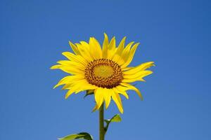 A blossoming sunflower against a blue sky and sun. photo