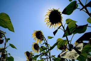 A view from below on blooming sunflowers. Sunflower field. photo