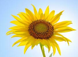 A blossoming sunflower against a blue sky and sun. photo