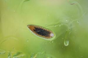 Leech on the glass. Bloodsucking animal. subclass of ringworms from the belt-type class. Hirudotherapy photo