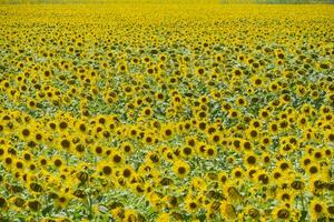 field of blooming sunflowers. Flowering sunflowers in the field. Sunflower field on a sunny day. photo