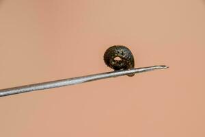 Leech on the tweezers. Bloodsucking animal. subclass of ringworms from the belt-type class. Hirudotherapy photo