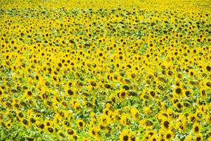 field of blooming sunflowers. Flowering sunflowers in the field. Sunflower field on a sunny day. photo