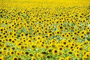 campo de floreciente girasoles floración girasoles en el campo. girasol campo en un soleado día. foto