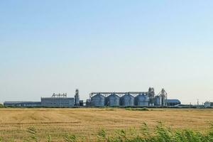 Rice plant in the middle of fields photo