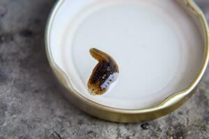 Leach on the lid of the jar. Bloodsucking animal. A subclass of ringworms from the belt-type class. Hirudotherapy with leeches. Giruda. photo