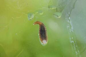 Leech on the glass. Bloodsucking animal. subclass of ringworms from the belt-type class. Hirudotherapy photo