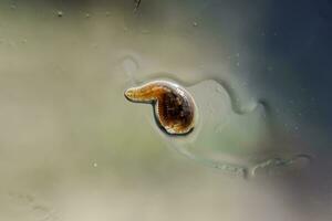 Leech on the glass. Bloodsucking animal. subclass of ringworms from the belt-type class. Hirudotherapy photo