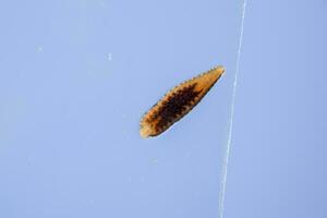 Leech on the glass. Bloodsucking animal. subclass of ringworms from the belt-type class. Hirudotherapy photo