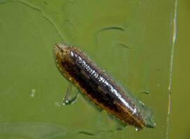 Leech on the glass. Bloodsucking animal. subclass of ringworms from the belt-type class. Hirudotherapy photo