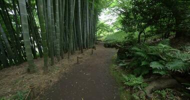 een bamboe spoor Bij tonogayato park in kokubunji tokyo breed schot kantelen omhoog video