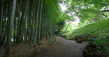 A Bamboo trail at Tonogayato park in Kokubunji Tokyo wide shot video