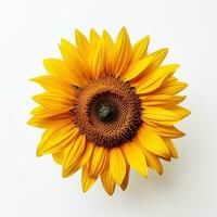 AI generated Sunflower with Yellow Petals on White Background. Flower, Petal, Decoration, Plant photo