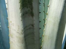Primer plano de plantas suculentas, espinas y detalles sobre las hojas de la planta de agave foto
