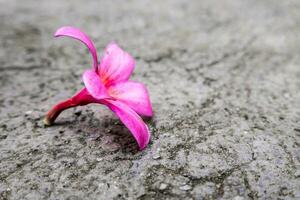 Pink flowers fall on concrete floor photo