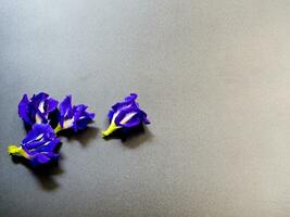 pétalo azul de la flor del guisante de mariposa foto