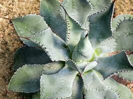 Primer plano de plantas suculentas, espina y detalle de hojas de agave potatorum foto