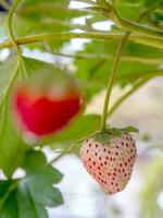 fresas frescas no han sido recolectadas de una planta de fresas foto