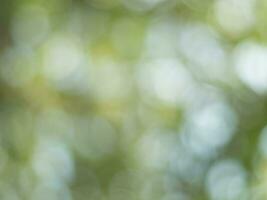 Natural outdoors bokeh background in green and yellow tones, Blurred green tree leaf background with bokeh photo