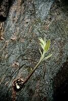 Shoots of eucalyptus branch on the trunk photo