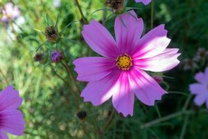 flores de cosmos de color rosa en el campo de flores foto