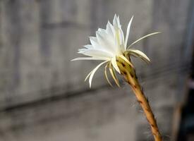 Color blanco con mullido peludo de flor de cactus y fondo urbano. foto