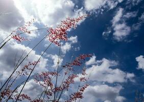 Flores de hierba rubí natal en la brillante luz del sol y esponjosas nubes en el cielo azul foto