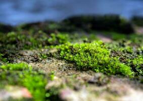 musgo verde frescor que crece en suelo húmedo junto a la fuente de agua foto