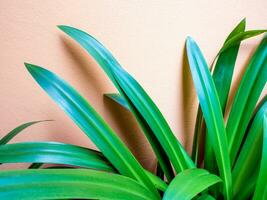 Ornamental plants and Concrete wall photo