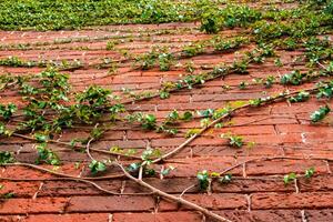 Ivy on the red brick wall photo