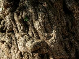 Old crevices, wrinkles and distortions on the trunk of the ancient tamarind tree photo